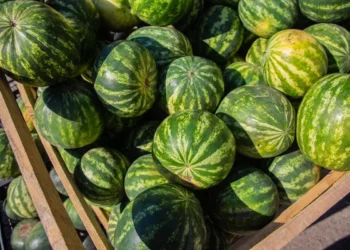 «Арбузная» контрабанда: иностранец получил 15 лет за перевозку 69 кг наркотиков в Казахстан