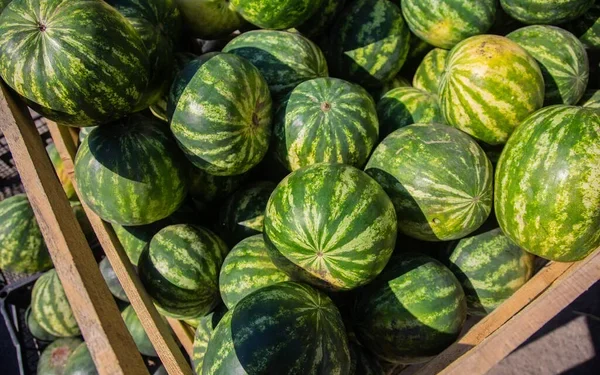 «Арбузная» контрабанда: иностранец получил 15 лет за перевозку 69 кг наркотиков в Казахстан