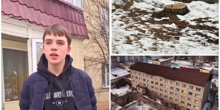 Скандал с вырубкой деревьев у детдома в Баганашыле: Власти объяснили ситуацию