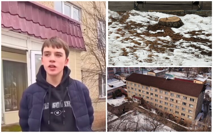 Скандал с вырубкой деревьев у детдома в Баганашыле: Власти объяснили ситуацию