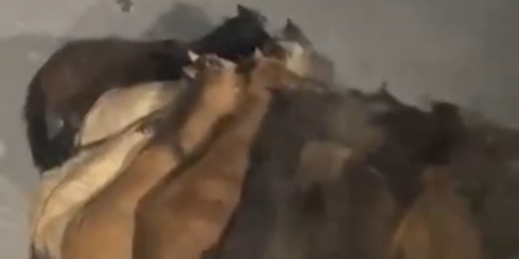 Табун лошадей задержал два пассажирских и три грузовых поезда на западе Казахстана