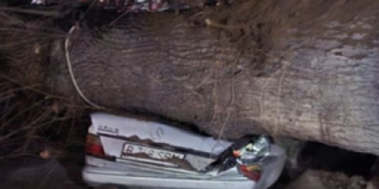 Массивное дерево рухнуло на легковой автомобиль в Алматы