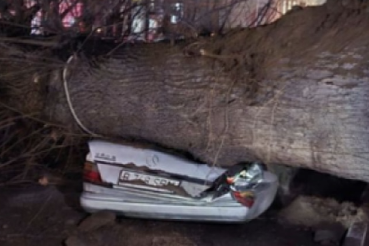 Массивное дерево рухнуло на легковой автомобиль в Алматы