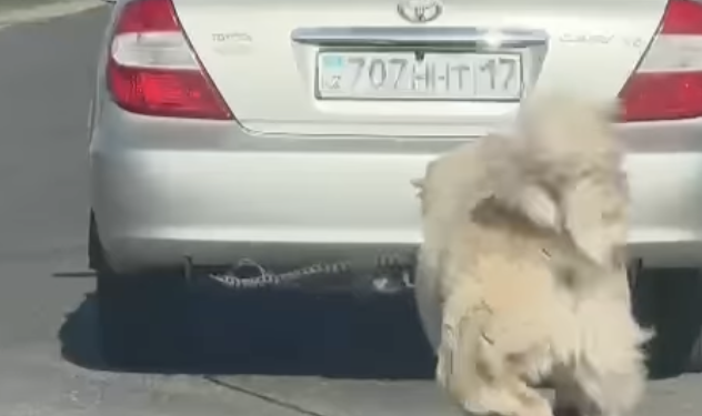 Шокирующая жестокость: в Шымкенте мужчина протащил собаку на цепи за машиной