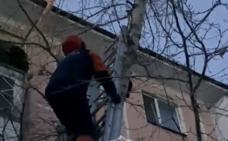 Операция по спасению кошки прошла в Астане