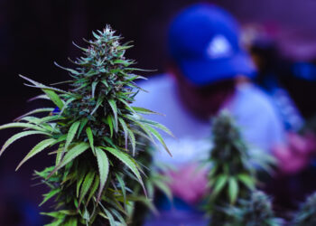 Четверых задержали с кустами марихуаны и ружьями в Алматинской области