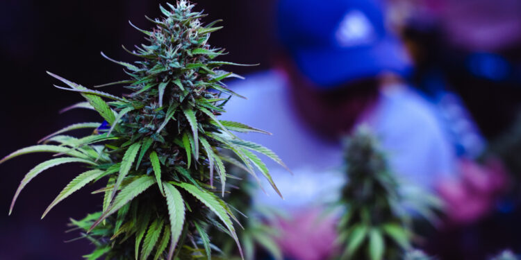 Четверых задержали с кустами марихуаны и ружьями в Алматинской области