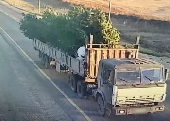 В «Семей орманы» украли саженцы на полмиллиарда тенг