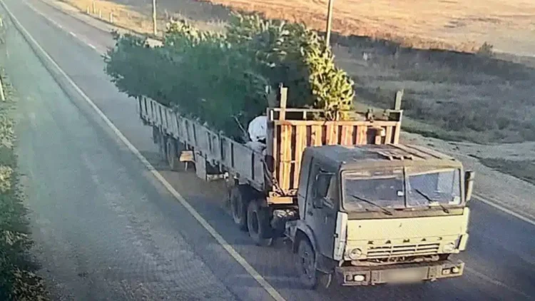 В «Семей орманы» украли саженцы на полмиллиарда тенг