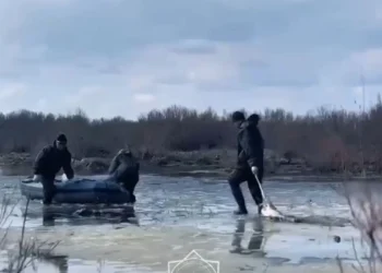 Қаражал қаласында 50-ге жуық киік суға батып кеткен