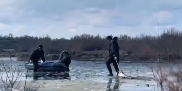 Қаражал қаласында 50-ге жуық киік суға батып кеткен