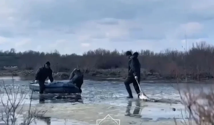 Қаражал қаласында 50-ге жуық киік суға батып кеткен