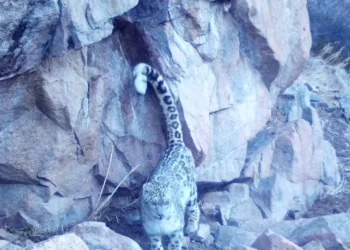 Қызыл кітаптағы қар барысы фототұзаққа түсіп қалды