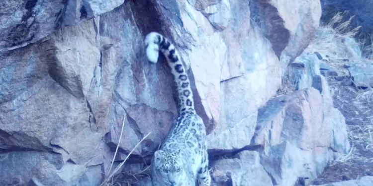 Қызыл кітаптағы қар барысы фототұзаққа түсіп қалды