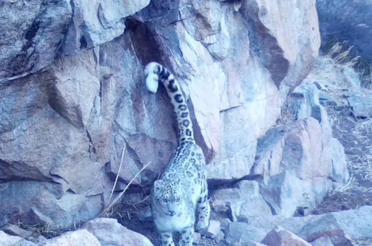 Қызыл кітаптағы қар барысы фототұзаққа түсіп қалды