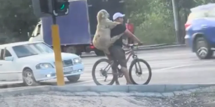 В соцсетях обсуждают видео с парнем и бараном