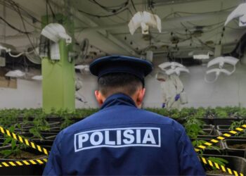 Алматыда марихуананың ірі партиясы тәркіленді