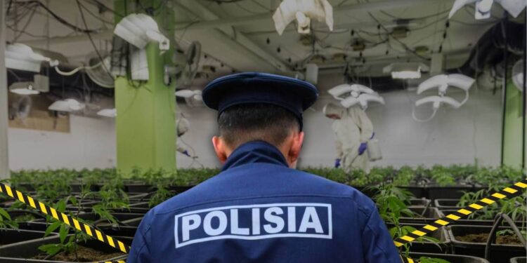 Алматыда марихуананың ірі партиясы тәркіленді