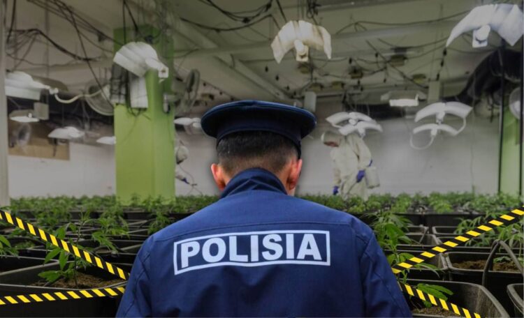 Алматыда марихуананың ірі партиясы тәркіленді