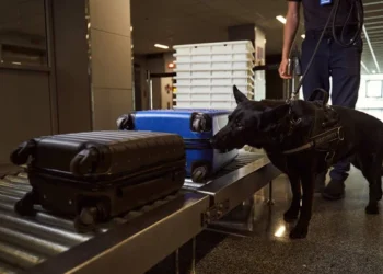 Казахстанка заказала наркотики из США, замаскировав под бытовую продукцию — получила 16 лет