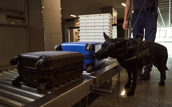 Казахстанка заказала наркотики из США, замаскировав под бытовую продукцию — получила 16 лет