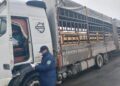 Незаконный ввоз скота из Дагестана и Узбекистана пресечен на границе Казахстана