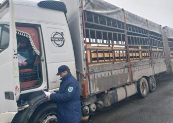 Незаконный ввоз скота из Дагестана и Узбекистана пресечен на границе Казахстана