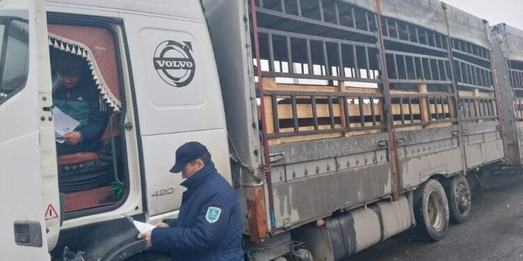 Незаконный ввоз скота из Дагестана и Узбекистана пресечен на границе Казахстана
