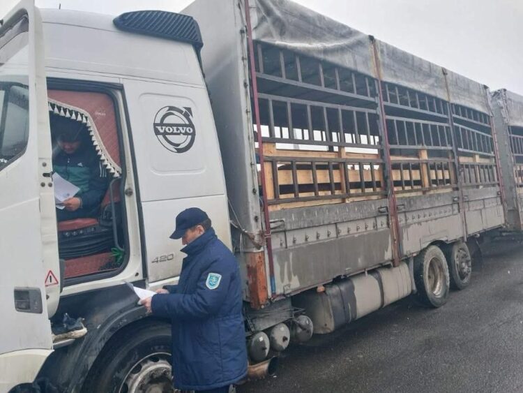 Незаконный ввоз скота из Дагестана и Узбекистана пресечен на границе Казахстана