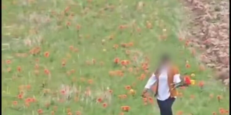 12 миллион теңгенің қызғалдағы: Түркістанда Қызыл кітаптағы гүлді терген әйел іздестірілуде