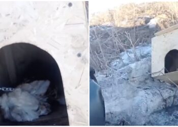 Щенка заживо сожгли на трассе: полиция начала расследование