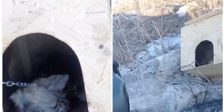 Щенка заживо сожгли на трассе: полиция начала расследование