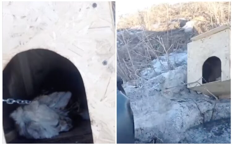 Щенка заживо сожгли на трассе: полиция начала расследование