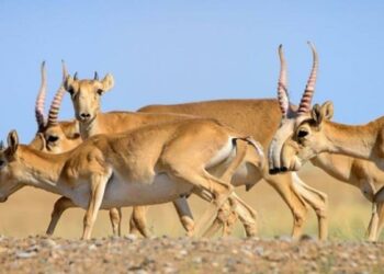 Ақбөкен өлексесі 14 мыңға жетті