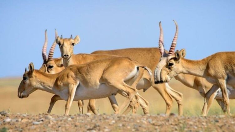 Ақбөкен өлексесі 14 мыңға жетті