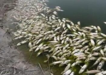 70 килограммов погибшей рыбы обнаружено на берегу реки в Актюбинской области