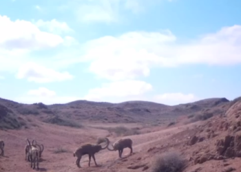 В Шарынском парке фотоловушка сняла стычку сибирских горных козлов