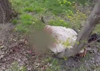 В Таразе нашли тело убитого мужчины