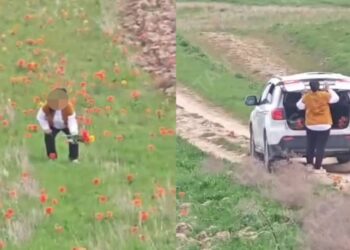 В Туркестанской области задержали женщину за срыв краснокнижных тюльпанов