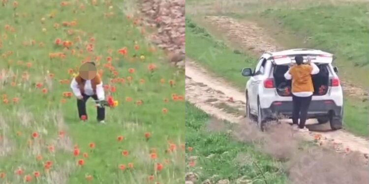 В Туркестанской области задержали женщину за срыв краснокнижных тюльпанов