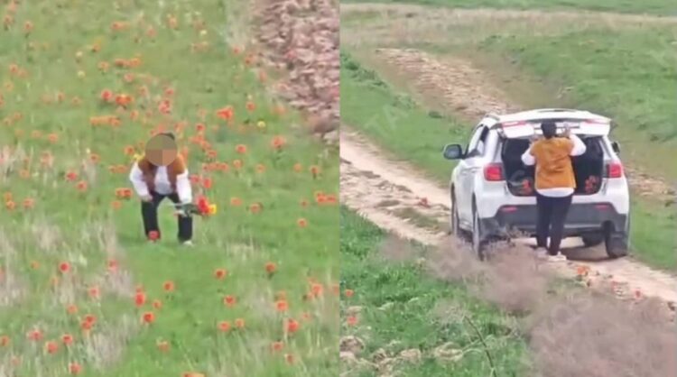 В Туркестанской области задержали женщину за срыв краснокнижных тюльпанов