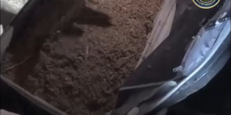 Павлодар облысында ер адам қорасында 20 келі марихуана сақтаған