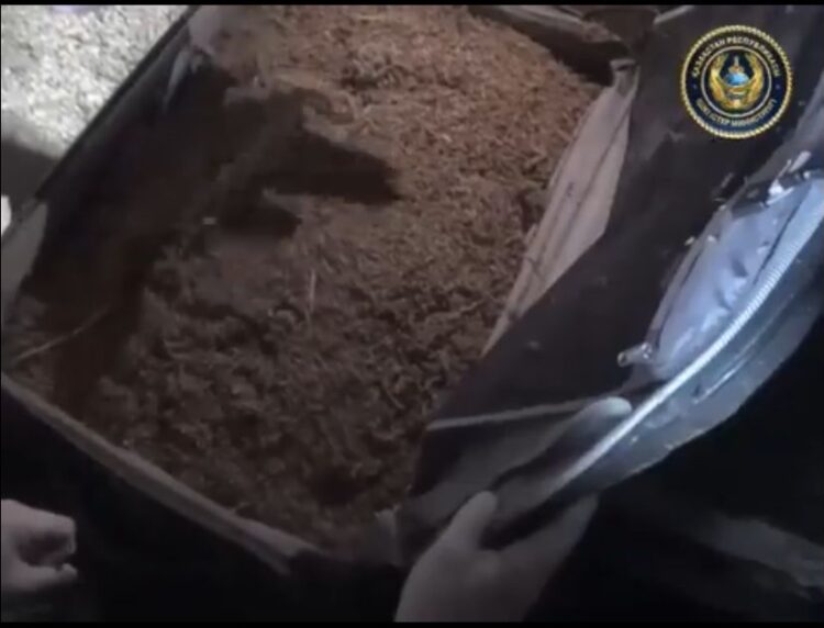 Павлодар облысында ер адам қорасында 20 келі марихуана сақтаған