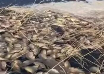 Солтүстік Қазақстан облысында каналдан жаппай балық қырылып жатыр: себептер анықталуда