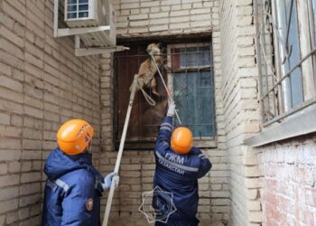 В Уральске лиса застряла в оконной решетке