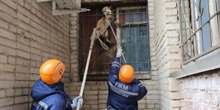 В Уральске лиса застряла в оконной решетке