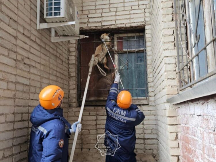 В Уральске лиса застряла в оконной решетке