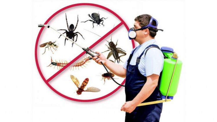 Қонаевта дезинсекцияның ІІ кезеңі өтті: маса мен шіркейге қарсы күрес жалғасуда