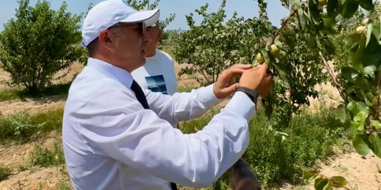 Асхат Бердіханов: Шаруаларға қолдау – ауылдың дамуы