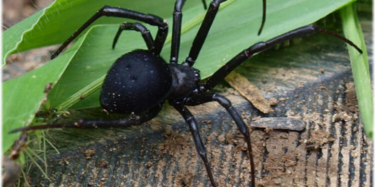 В Жетісу зафиксирован рост числа укусов каракуртов